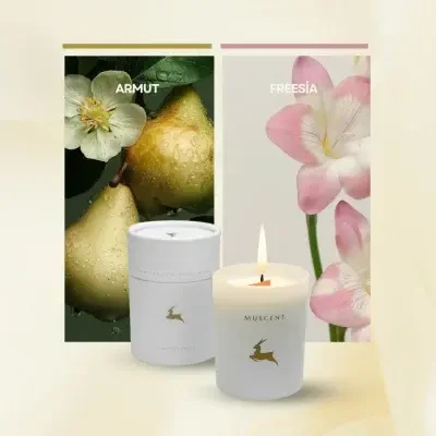 English Pear Freesia Mum - MUSCENT (1)